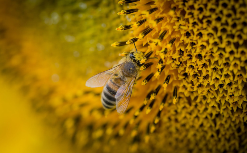 Mật ong từ xa xưa đã được biết đến là rất tốt cho sức khỏe
